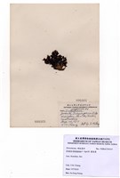 藏品(圈扇藻)的圖片